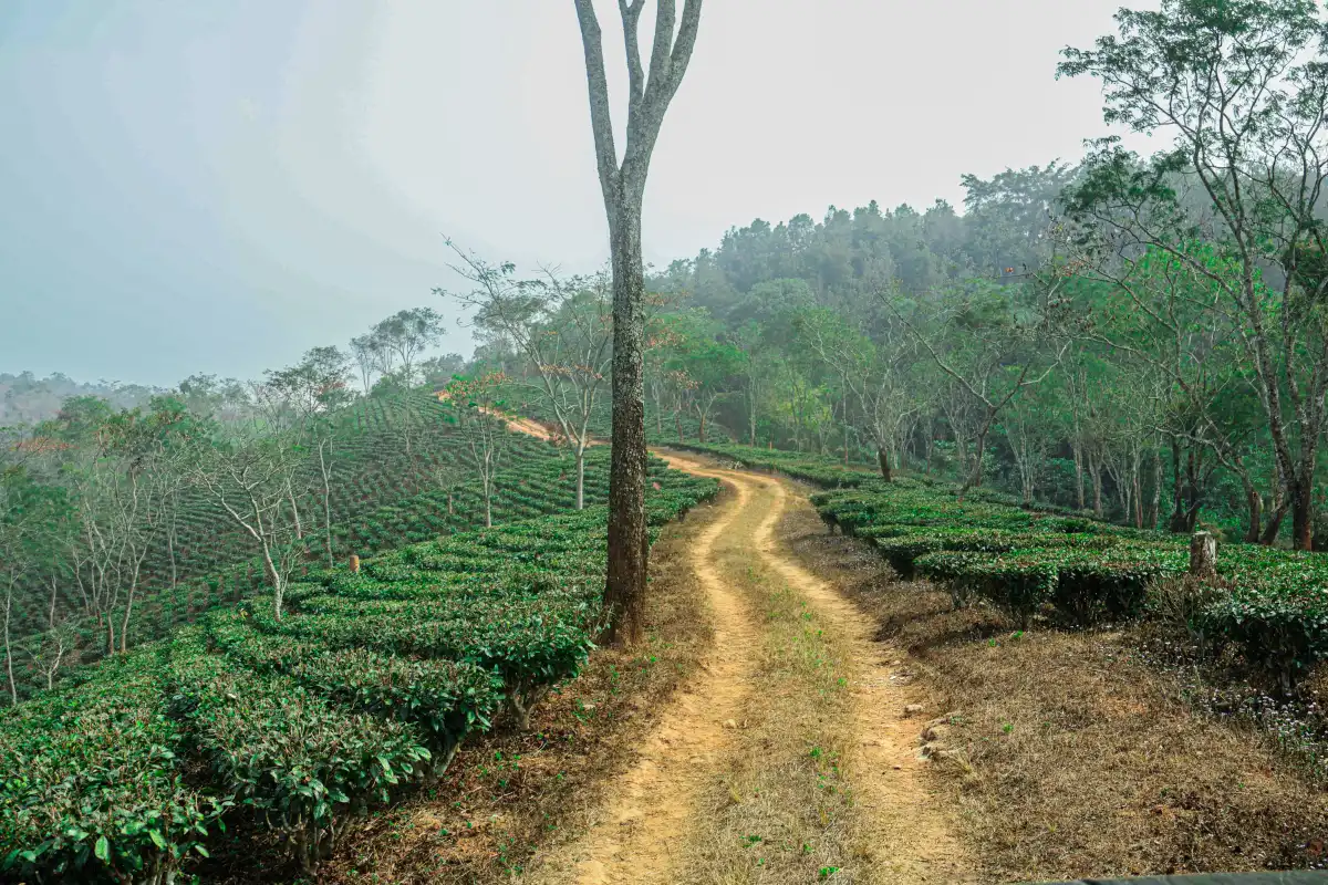 Tea Trails Journey